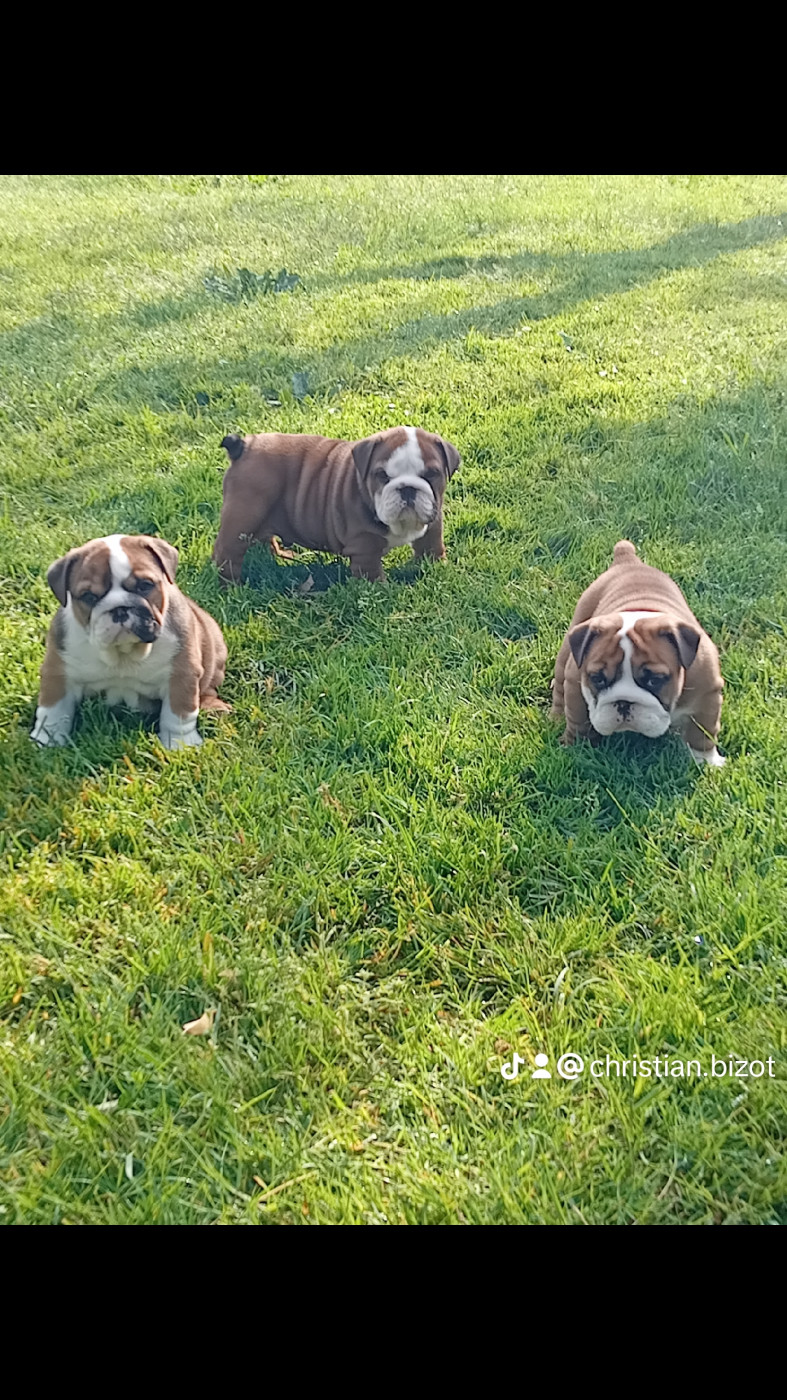 Chiot Bulldog Anglais du domaine des gueules d'amour