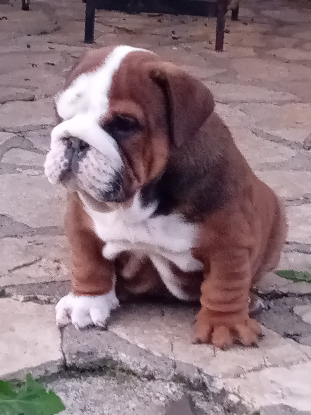 du domaine des gueules d'amour - Chiots disponibles - Bulldog Anglais