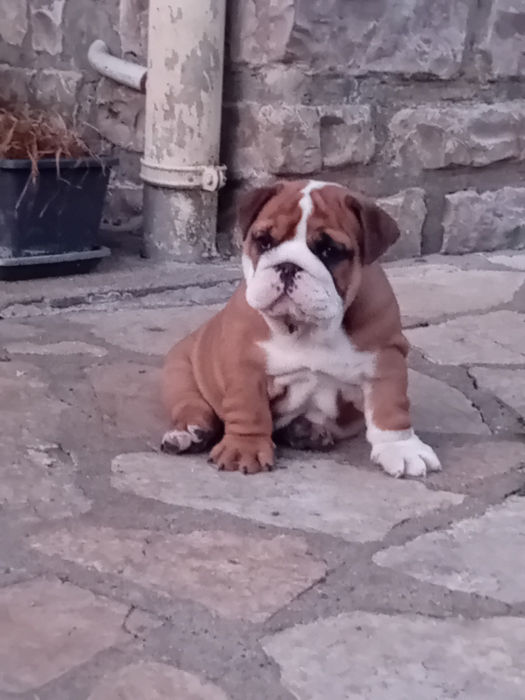 du domaine des gueules d'amour - Chiots disponibles - Bulldog Anglais