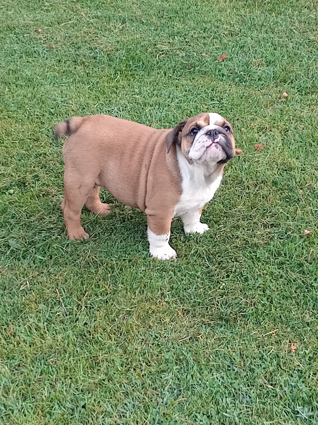 du domaine des gueules d'amour - Chiots disponibles - Bulldog Anglais