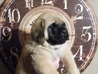 CHIOT