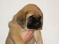 CHIOT