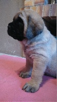 CHIOT