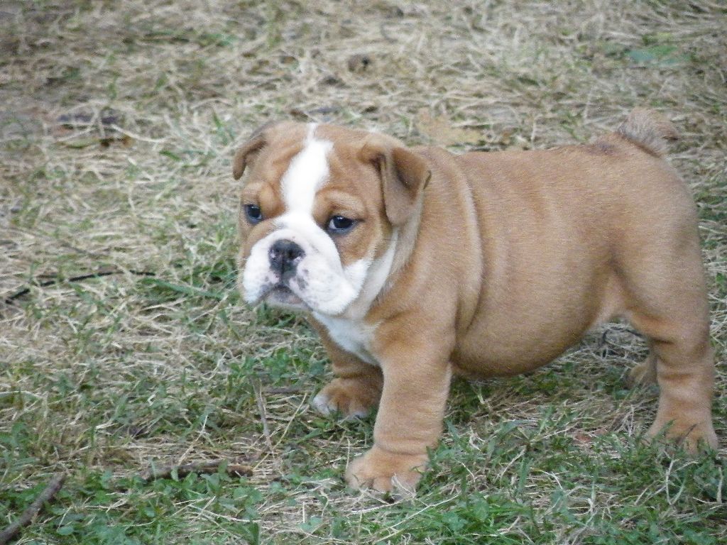 du domaine des gueules d'amour - Bulldog Anglais - Portée née le 27/08/2019